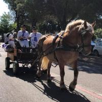 La balade en calèche