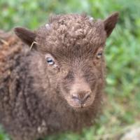 Les moutons d'Ouessants et tante d'autres...