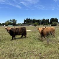 Les vaches Highland